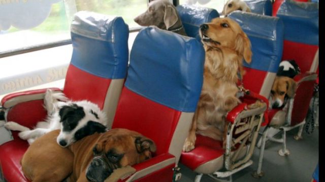 Otobüslerde evcil hayvanlar artık yolcu yanında taşınabilecek